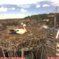 13_35-nest.jpg