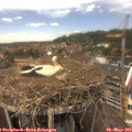 13_40-nest.jpg