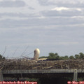 13_45-mast.jpg
