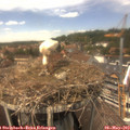 13_55-nest.jpg