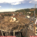 14_00-nest.jpg