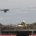 14_10-mast.jpg