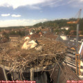 14_10-nest.jpg