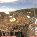 14_20-nest.jpg