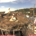 14_25-nest.jpg