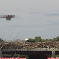 14_35-mast.jpg