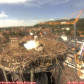 14_40-nest.jpg
