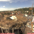 14_45-nest.jpg
