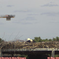 14_50-mast.jpg