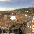 14_50-nest.jpg