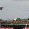 15_00-mast.jpg