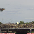 15_05-mast.jpg
