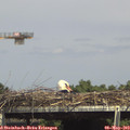 15_15-mast.jpg