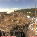 15_20-nest.jpg