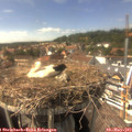 15_25-nest.jpg