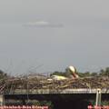 15_35-mast.jpg