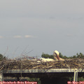 15_40-mast.jpg