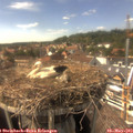 15_40-nest.jpg