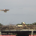15_50-mast.jpg