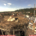 15_50-nest.jpg