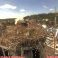 15_55-nest.jpg