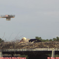 16_00-mast.jpg