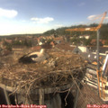 16_00-nest.jpg