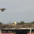 16_05-mast.jpg