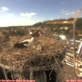 16_05-nest.jpg