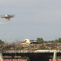 16_15-mast.jpg