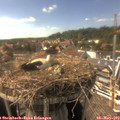 16_15-nest.jpg