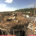 16_20-nest.jpg