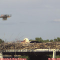 16_25-mast.jpg