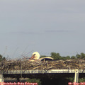 16_30-mast.jpg