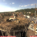 16_30-nest.jpg