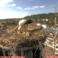 16_40-nest.jpg