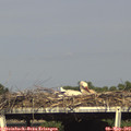 17_00-mast.jpg