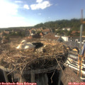 17_00-nest.jpg