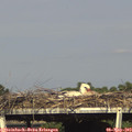 17_05-mast.jpg