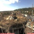 17_05-nest.jpg