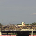 17_10-mast.jpg
