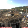 17_15-nest.jpg