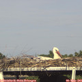17_20-mast.jpg