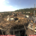 17_20-nest.jpg