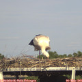 17_25-mast.jpg