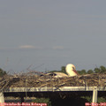 17_30-mast.jpg