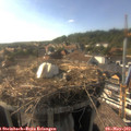 17_30-nest.jpg