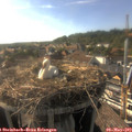 17_40-nest.jpg