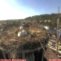 17_50-nest.jpg