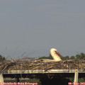 17_55-mast.jpg